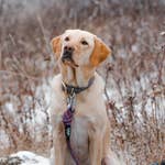 Load image into Gallery viewer, Purple All-Terrain Leash
