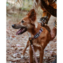 Load image into Gallery viewer, &quot;Bees Knees&quot; Trail Hound Dog Collar
