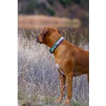 Load image into Gallery viewer, Orange Mountain Trail Hound Collar
